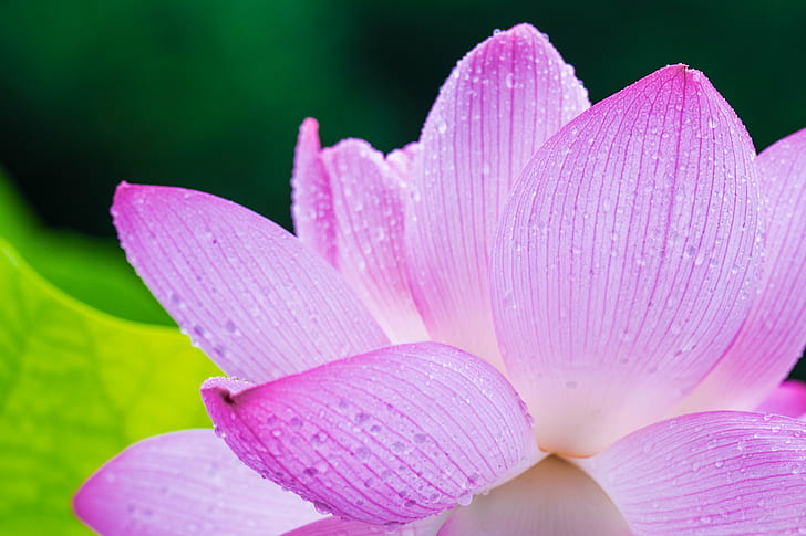 closeup photo of pink Lotus flower, oga, lotus flower, oga, park, HD wallpaper