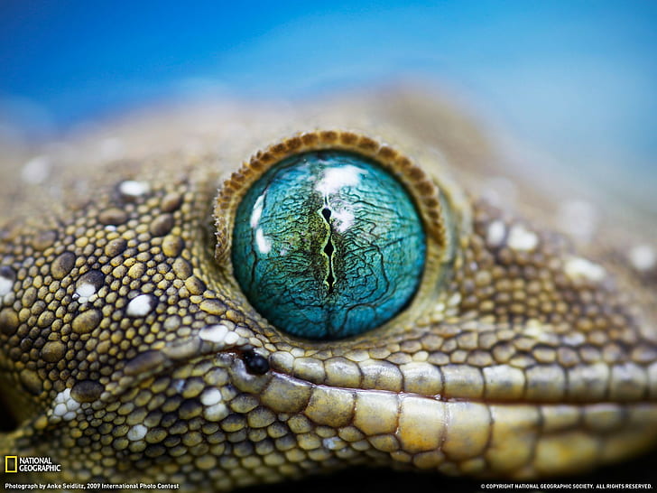 Lizard Eye Macro HD, animals, HD wallpaper