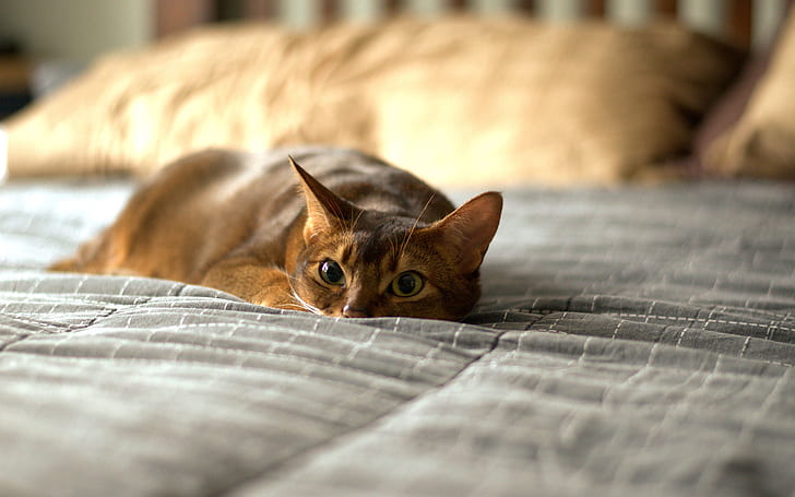 Cat HD, brown tabby cat, animals, HD wallpaper