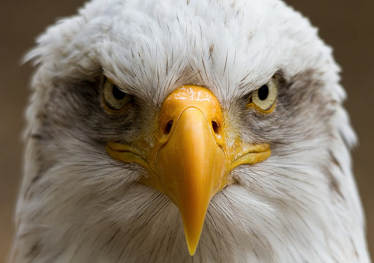 Eagle bird portrait, white and yellow eagle, beak