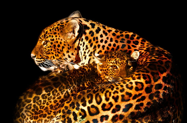 family of leopard close-up photo, cuddle, parc des félins, gear, HD wallpaper