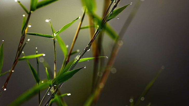 water, leaf, close up, moisture, plant, plant stem, macro photography, HD wallpaper