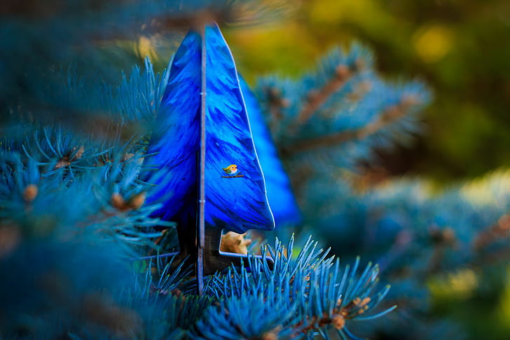 pine trees, blue, close-up, plant, nature, no people, beauty in nature, HD wallpaper