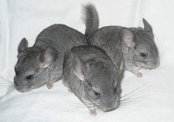three gray chinchillas, cute, hair, rodent, animal, mammal, pets, HD wallpaper