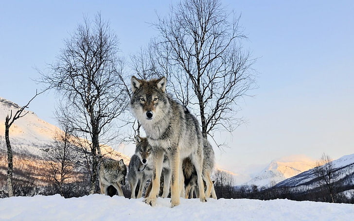 Siberian Husky, wolf, snow, nature, winter, cold temperature