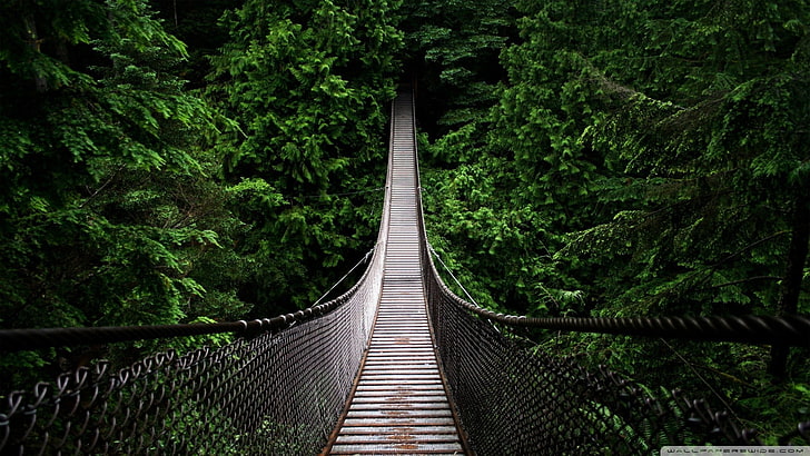 brown hanging bridge, hanging bridge surrounded by trees, forest, HD wallpaper