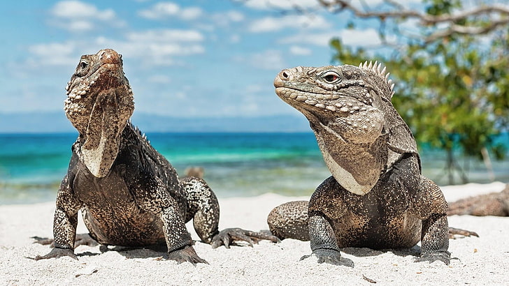 iguana, iguana island, summer, iguana beach, aruba, caribbean vacation, HD wallpaper