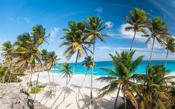 beach, palm trees, tropical, sea, HD wallpaper