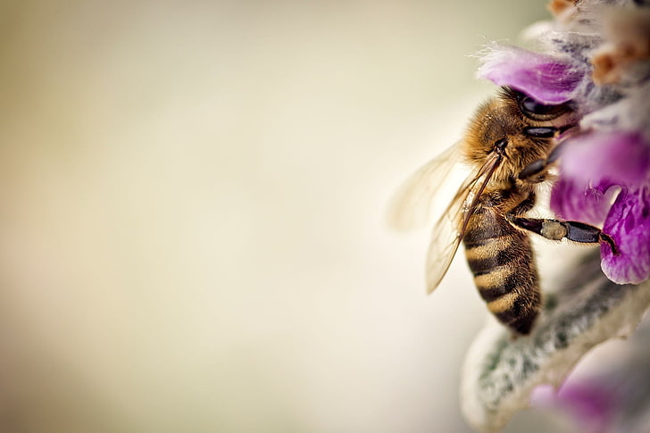 honey bee, bee perched on pink flower selective focus photo, nature, HD wallpaper