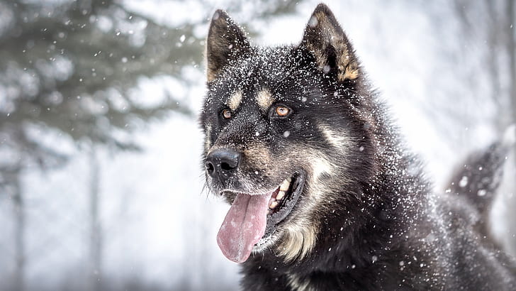 nature, tongue out, animals, dog, snow, HD wallpaper