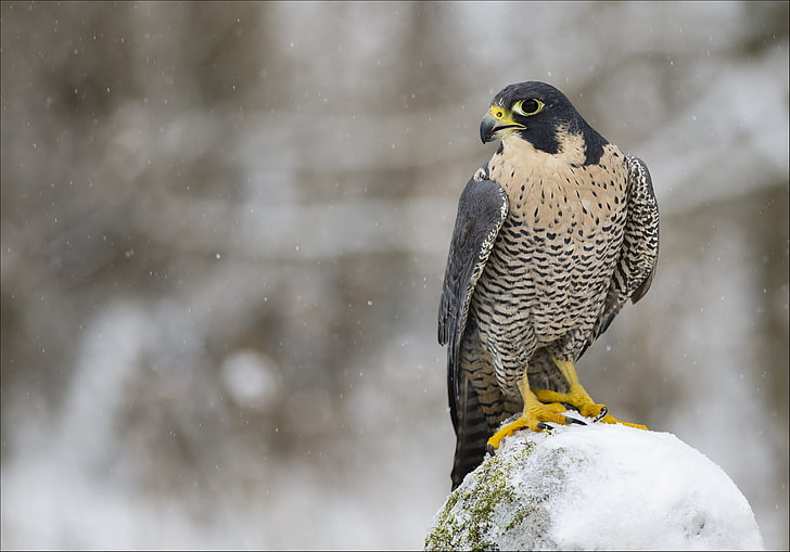 black and brown bird, winter, look, snow, predator, profile, Falcon, HD wallpaper