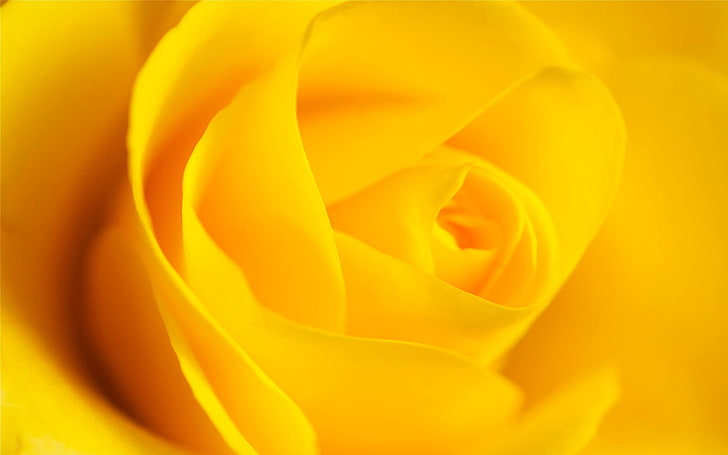 selective focus photography of yellow rose flower, flowers, yellow flowers, HD wallpaper