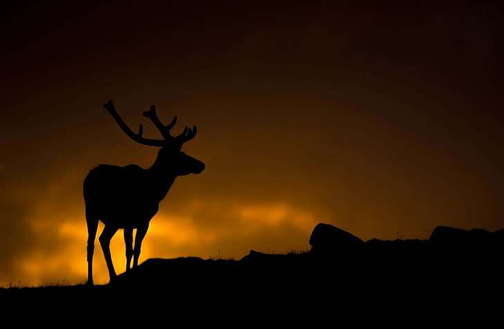 deer, dark, photography, standing, orange, silhouette, animal themes, HD wallpaper
