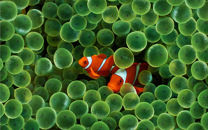 Sea Animals Wallpaper Hd Clownfish Fish Sea Anemones, HD wallpaper