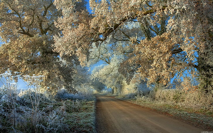 winter, snow, road, trees, frost