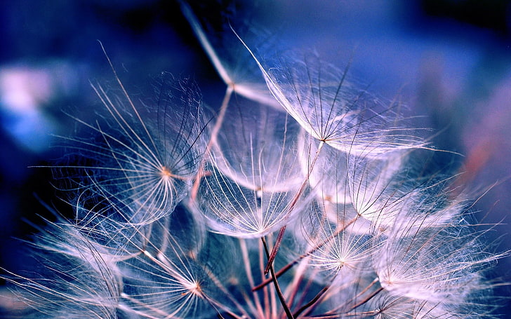 dandelion flowers, fluff, plant, nature, seed, close-up, macro