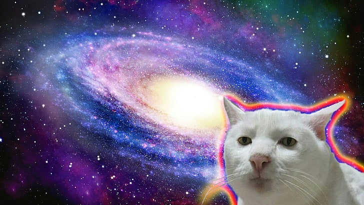funny space cat wallpaper