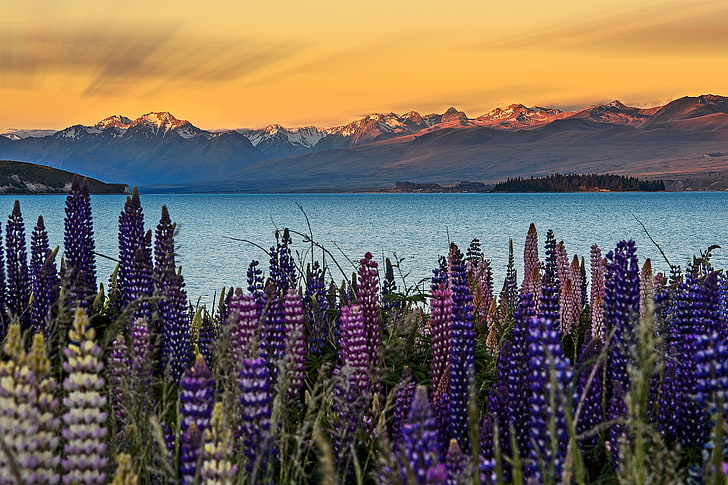 the sky, flowers, mountains, New Zealand, Lupins, South island, HD wallpaper
