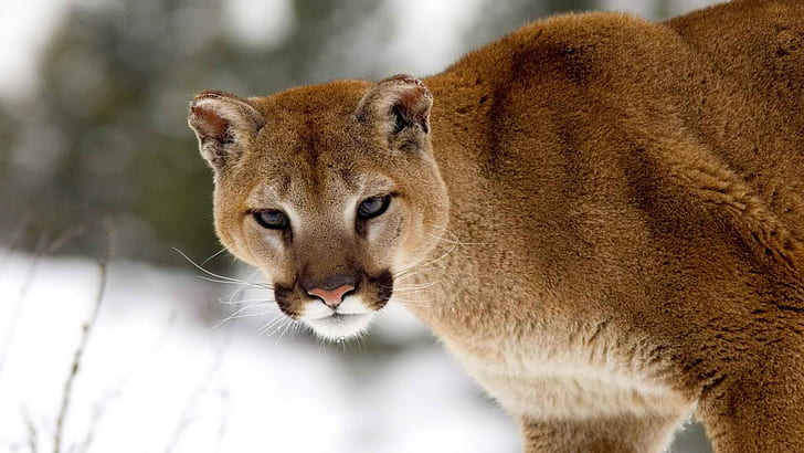 Mountain Lion Cougar HD, animals, HD wallpaper