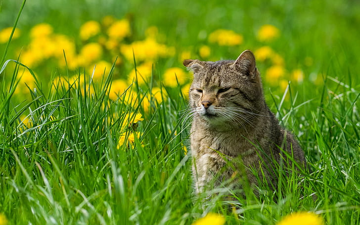gray cat, germany, cat, germany, Protection, Göppingen, Donzdorf, HD wallpaper