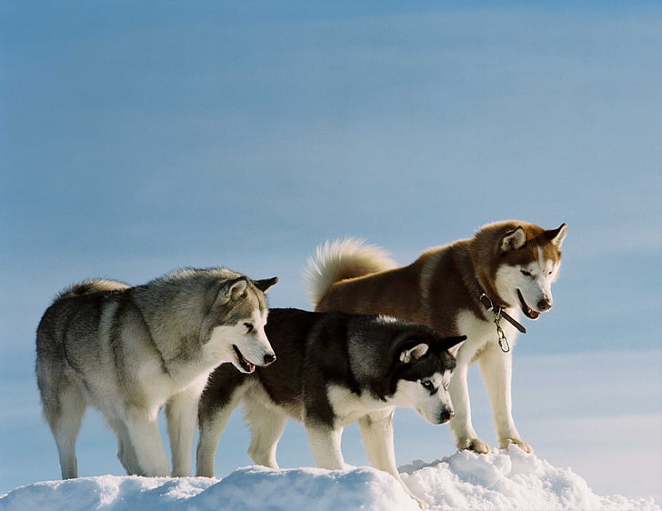 three adult Siberian husky, color, breed, dog, snow, walk, sled Dog, HD wallpaper
