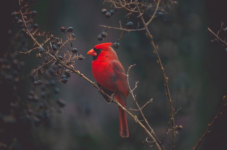 Northern cardinal bird, red, branch, nature, animal, wildlife, HD wallpaper