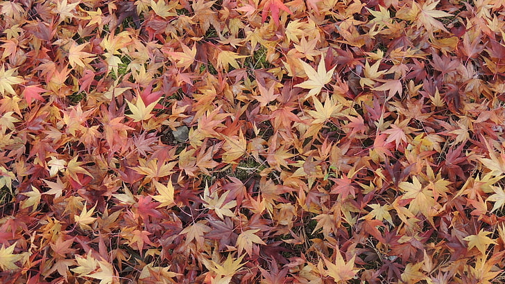 maple leaves, nature, fall, ground, backgrounds, full frame, abundance, HD wallpaper