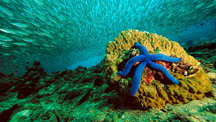Blue Sea Star, Papua New Guinea, Ocean Life