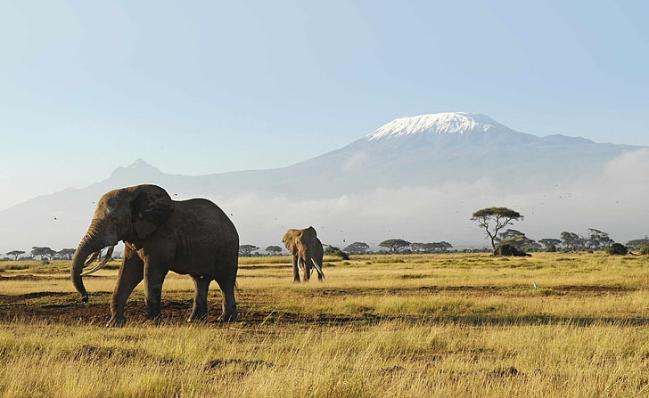 African Elephants HD Wallpaper, elephant, Animals, Wild, Mount, HD wallpaper