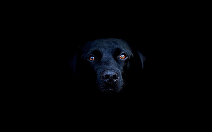 adult black Labrador retrieve, dog, Labrador Retriever, one animal, HD wallpaper