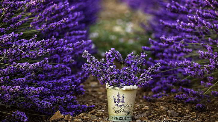 lavender plant, flowers, photography, bucket, purple flowers, HD wallpaper