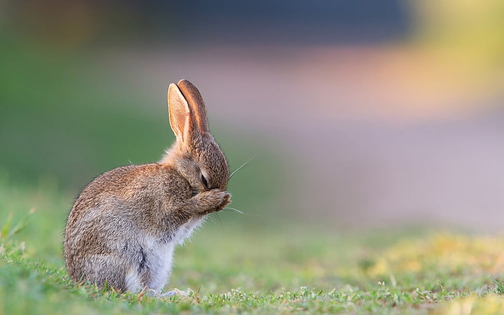 white and brown rabbit, rabbits, animals, grass, rabbit - Animal, HD wallpaper