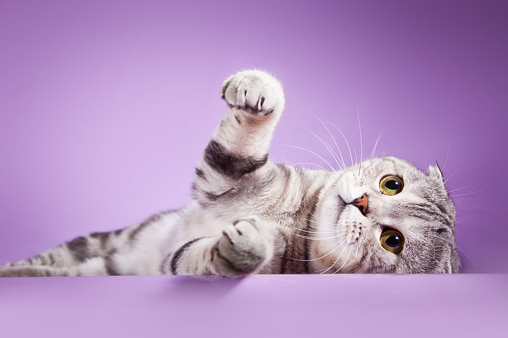 silver tabby cat, look, legs, color, Scottish, fold, domestic Cat, HD wallpaper