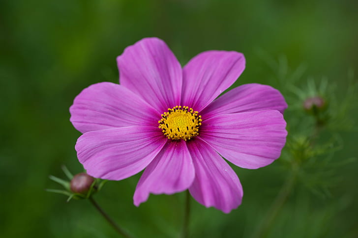 focus photography of pink petaled flower, Pretty in Pink, Botanisk hage, HD wallpaper