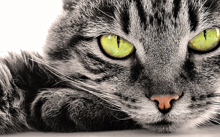 cat, selective coloring, mammal, domestic cat, one animal, domestic animals