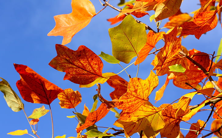 Autumn Colorful Leaves, autumn leaf, autumn leaves, background, HD wallpaper