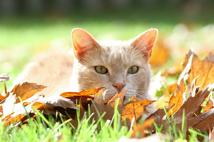 wildlife photography of orange Tabby cat, Radiant, cats, felines