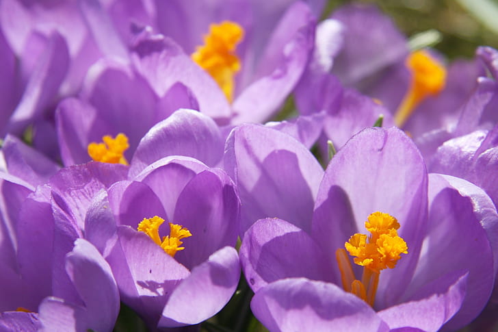 purple peteld flowers, crocus, crocus, Krokus, frühling, spring  flowers, HD wallpaper