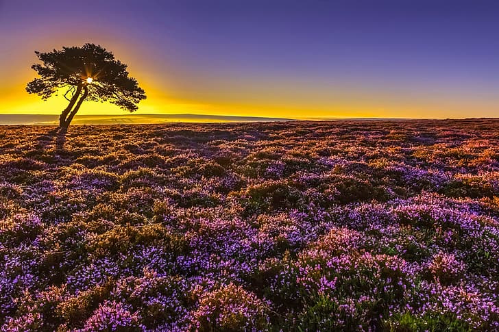 sunrise, tree, dawn, England, morning, North Yorkshire, Heather, HD wallpaper
