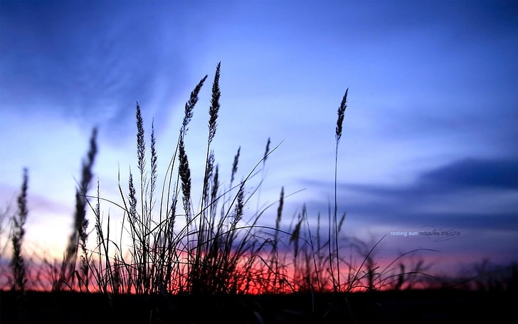 wheat field, shadow, nature, sky, plant, cloud - sky, silhouette, HD wallpaper
