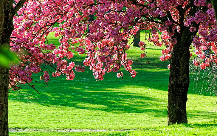 Pink flowers tree, green grass, HD wallpaper