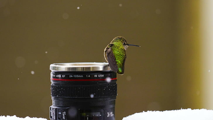 birds, macro, snow, lens, hummingbirds, HD wallpaper