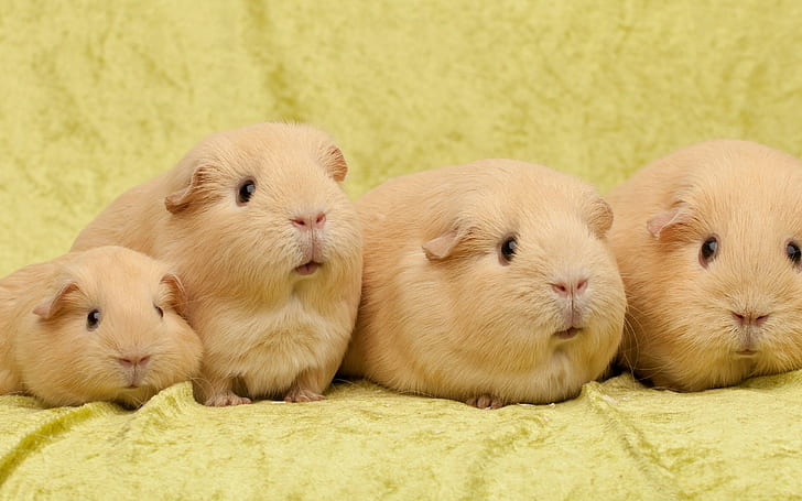 Guinea Pigs Wallpapers  Top Free Guinea Pigs Backgrounds  WallpaperAccess