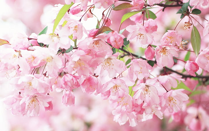 Cherry blossom petals pink spring, HD wallpaper
