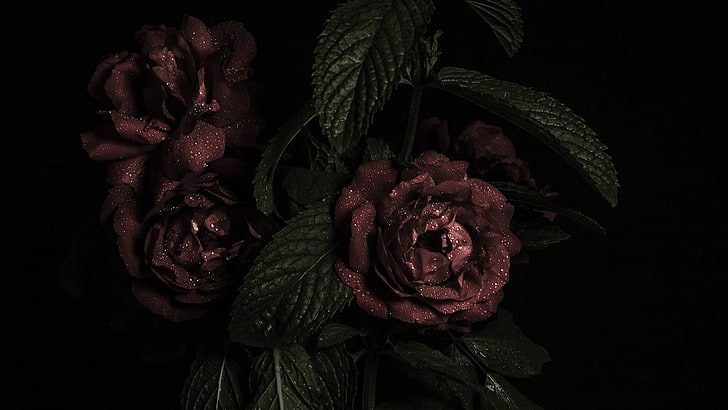 brown roses, leaves, freshness, studio shot, black background, HD wallpaper
