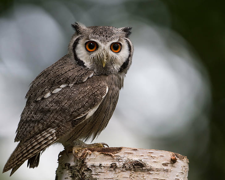 selective focus photography of owl perched on tree, bird, animal, HD wallpaper
