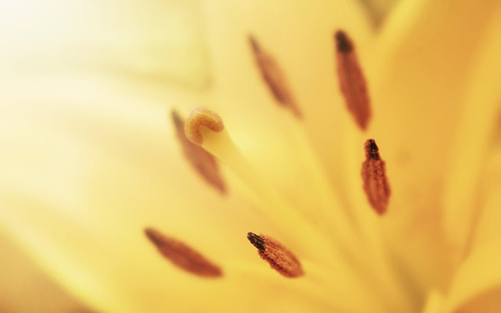 yellow lily flower, nature, flowers, macro, plants, yellow flowers, HD wallpaper