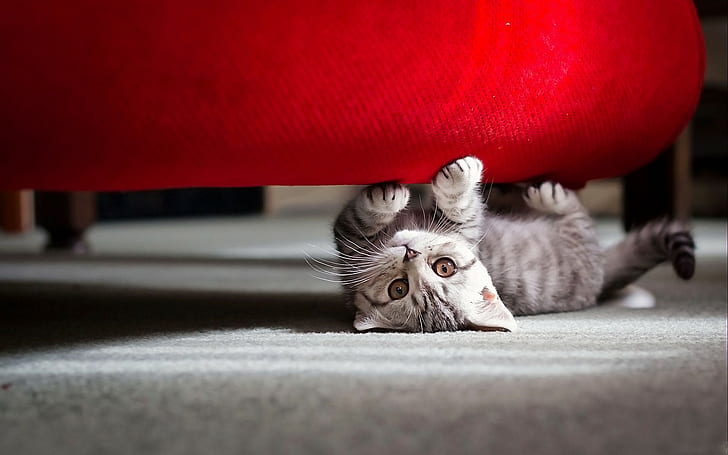 Cute Little Cat, silver tabby kitten, HD wallpaper