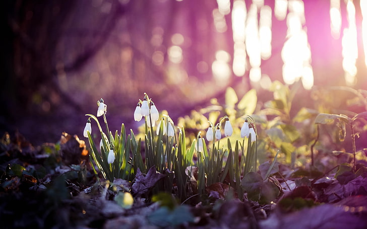 white snowdrop flowers, spring, snowdrops, wood, first, nature, HD wallpaper