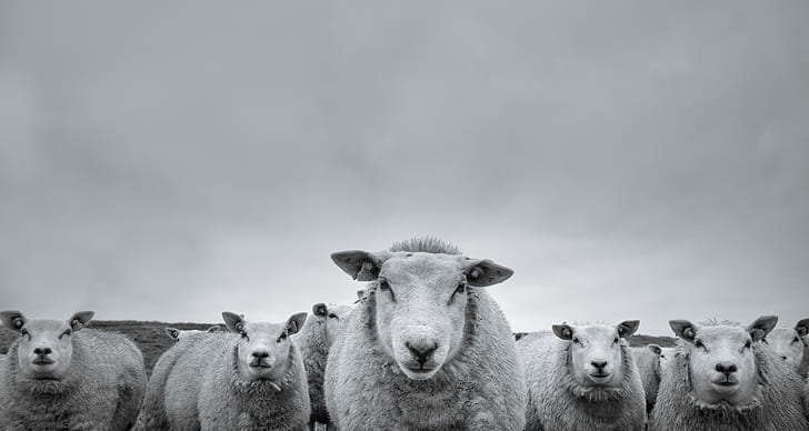 Animal, Sheep, Black and White, Stare, HD wallpaper